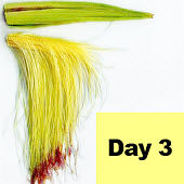 Corn ear - day 3 pollination.