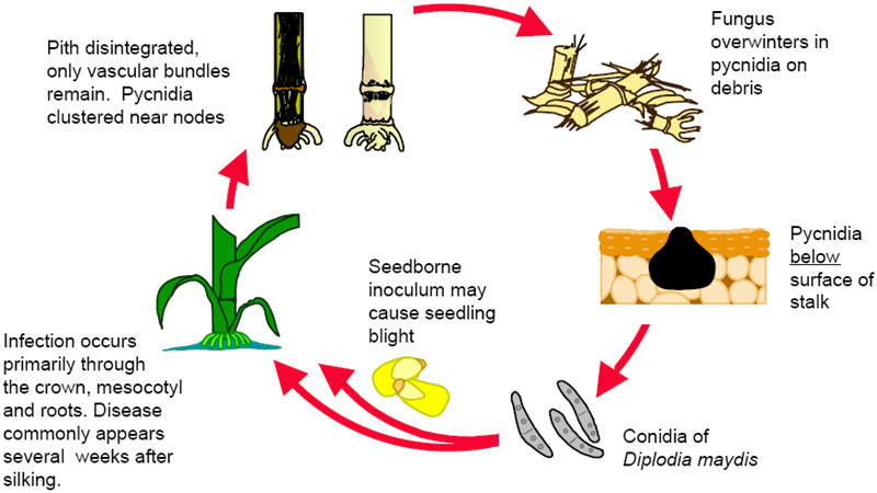 Diplodia stalk rot annual disease cycle