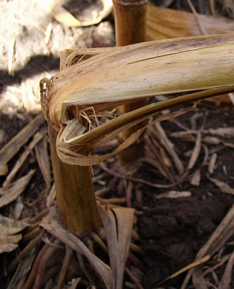 Rotted corn stalk due to diplodia.