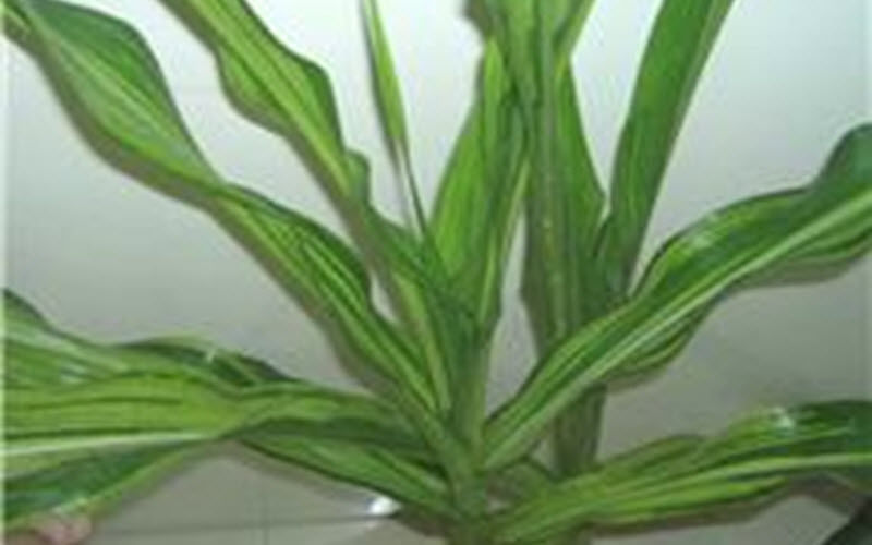 downy mildew