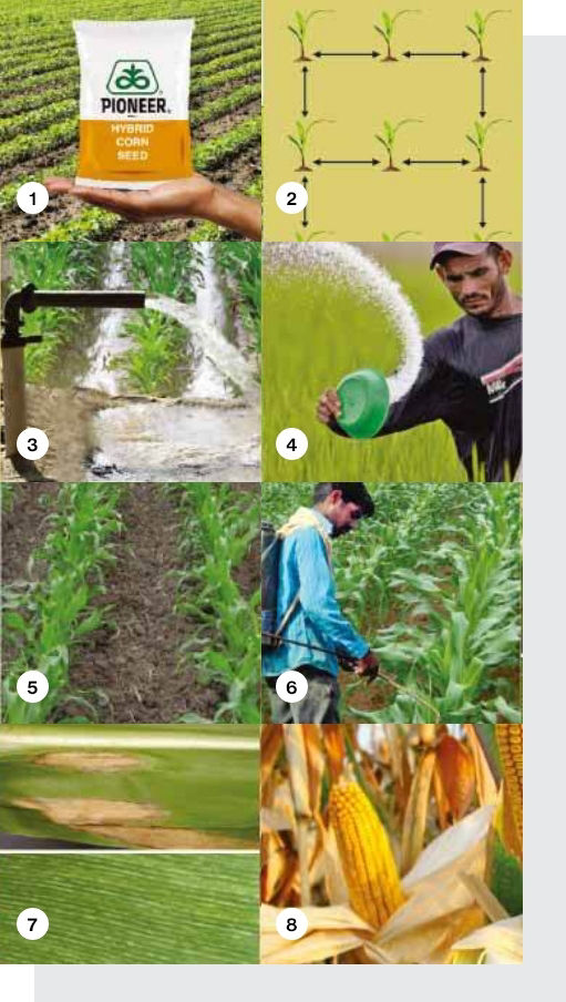 eight_crop_corn_points