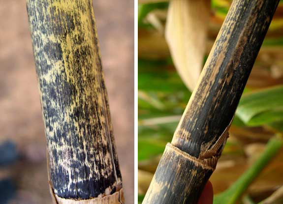 This is a photo showing external stalk discoloration caused by anthracnose.