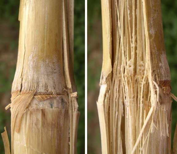 These are side-by-side photos showing internal and external fusarium corn stalk rot symptoms.