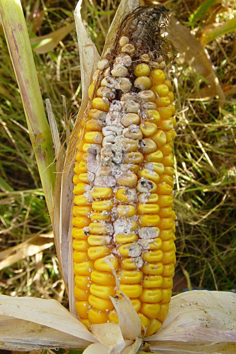 fall armyworm damage on corn ear