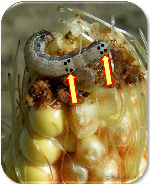 Photo: fall armyworm caterpillar on corn ear.