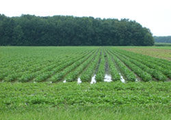 Photo - summer - flooding in field