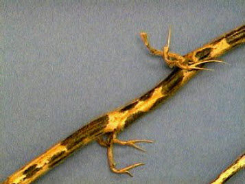 Frogeye stem lesions are red-brown with a dark margin.