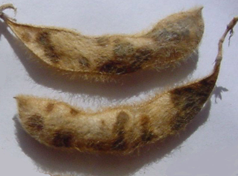 soybean pod with frogeye leaf spot lesions