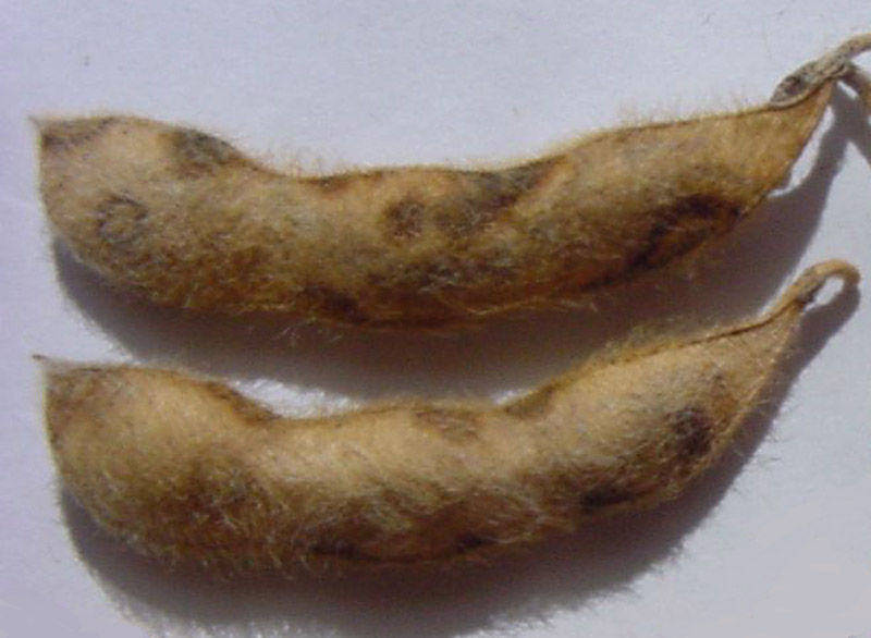frogeye leaf  spot fungus growing through soybean pod wall 