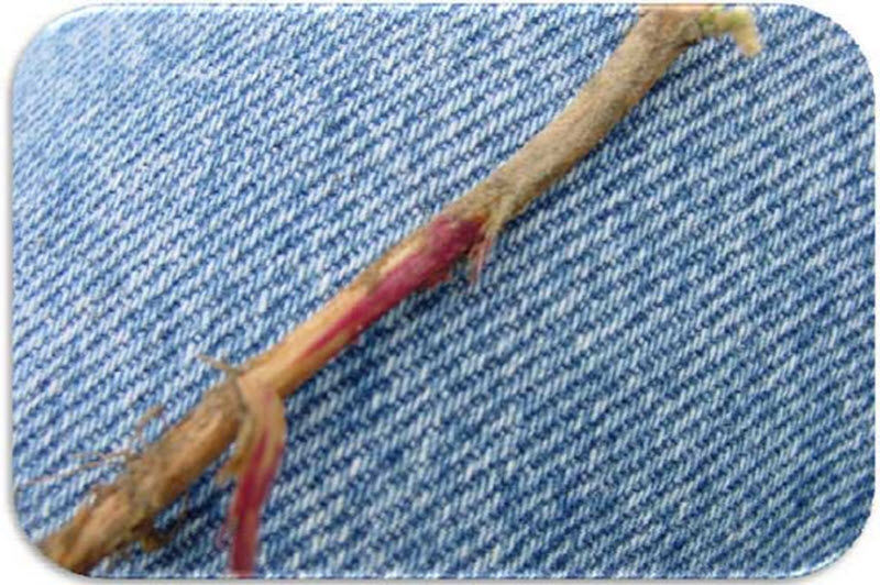 Fusarium symptoms