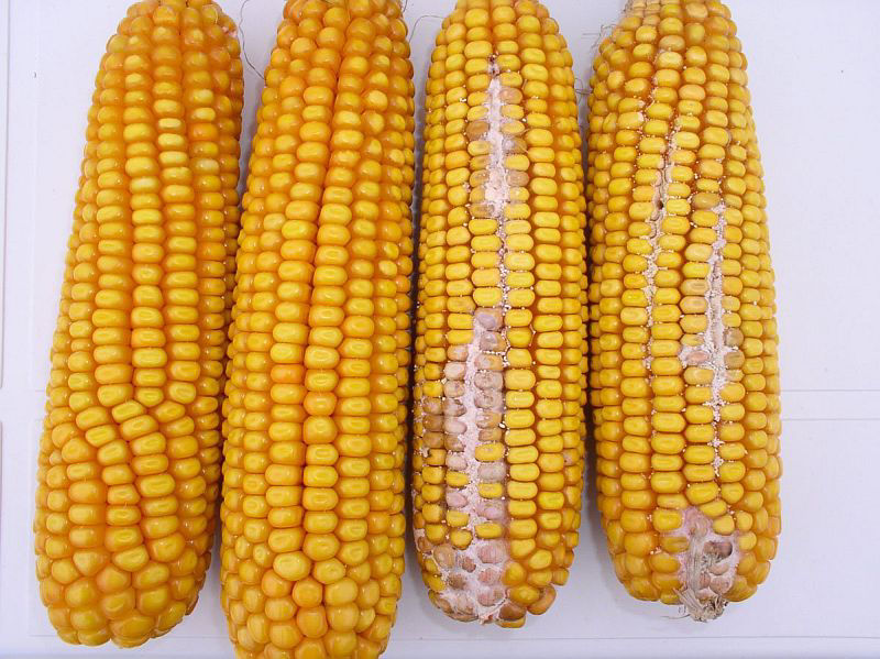 Fusarium Ear Rot Comparison