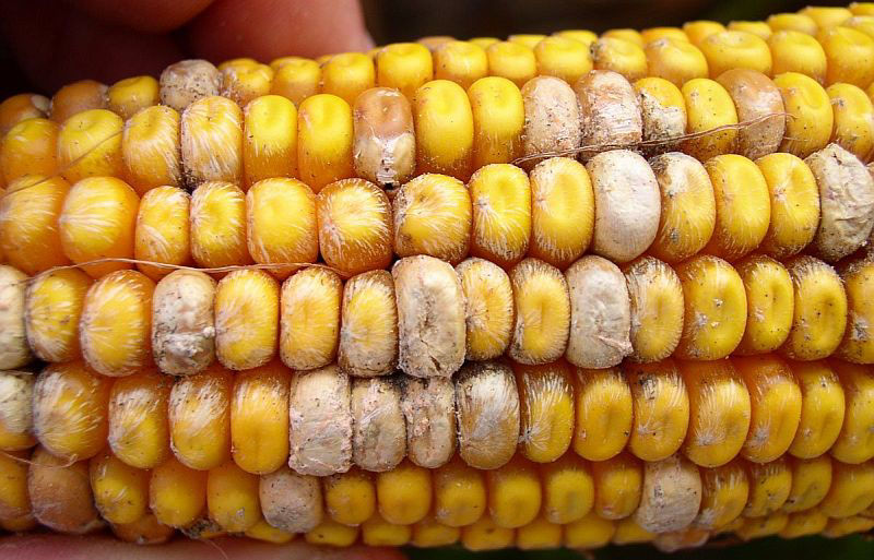 Fusarium Ear Rot - Closeup - Photo