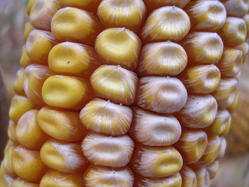 Fusarium Ear Rot Symptoms