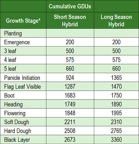 Cumulative GDUs for grain sorghum development.