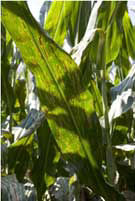 Gray leaf spot is one of the most common diseases in corn.