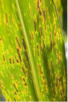 Typical gray leaf spot lesions are rectangular with straight edges.