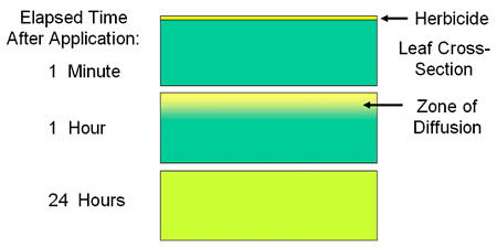 Idealized view of herbicide diffusion into a plant leaf.