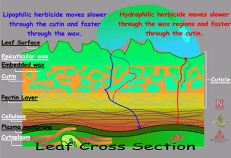 Cross section of leaf depicting routes of herbicide movement.