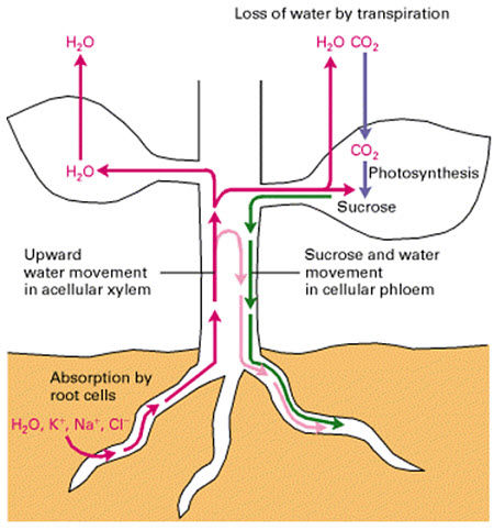 Movement of photoassimilate (sucrose) and water in plant vascular tissue.