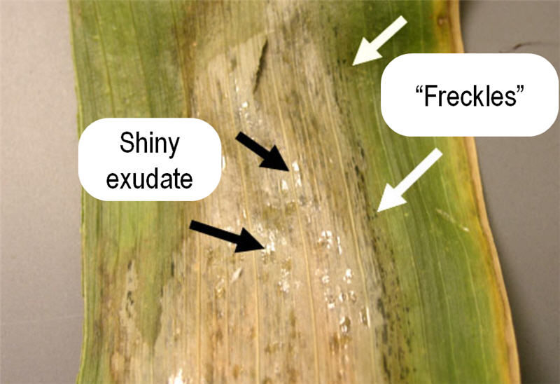 Distinguishing features of Goss's Wilt lesions