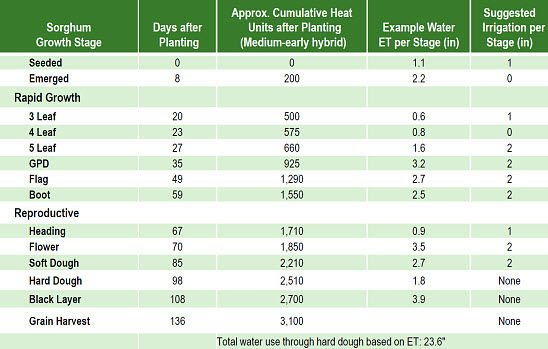 Grain sorghum growth stages, example water use, and suggested inches of irrigation.
