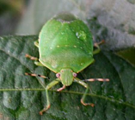 Photo showing adult green stink bug.