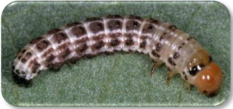 Hop vine borer larva