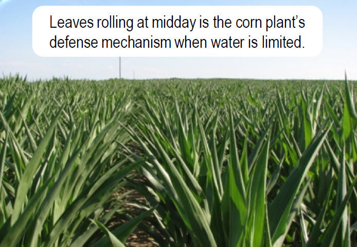 Leaves rolling at midday in corn field
