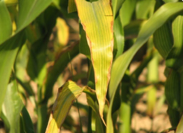 Potassium efficiency symptoms of corn