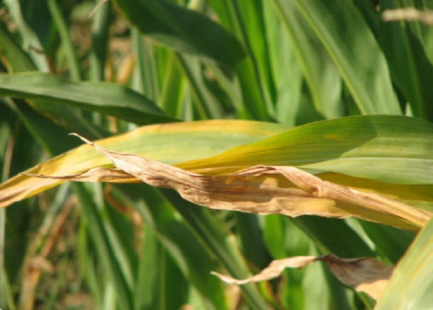 Nitrogen deficiency symptoms of corn.