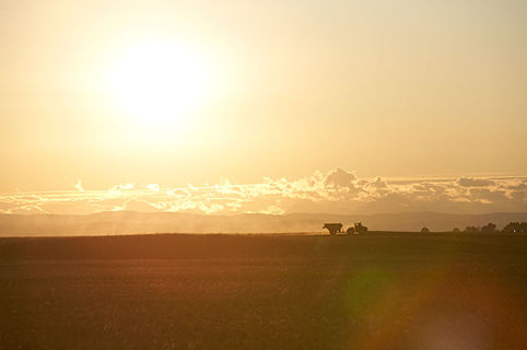 Sunset on field 
