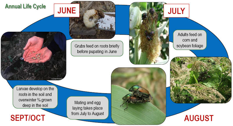 Annual life cycle.