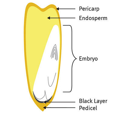 Anatomy of a corn kernel