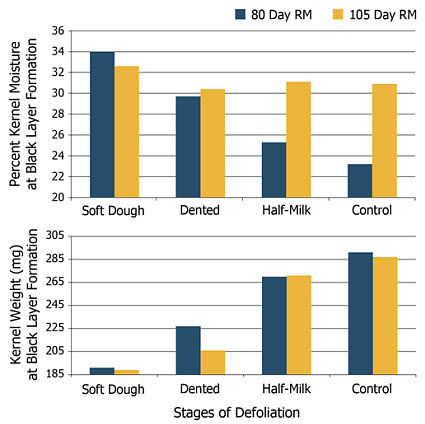 Percent kernel moisture at corn black layer formation following defoliation at three growth stages.