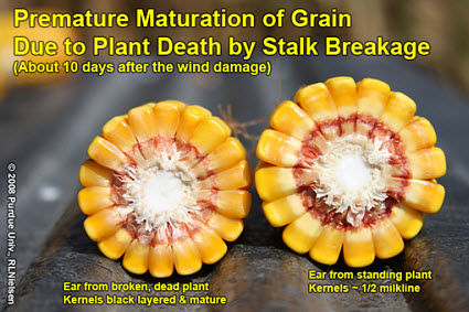 Premature maturation of grain due to plant death by stalk breakage.