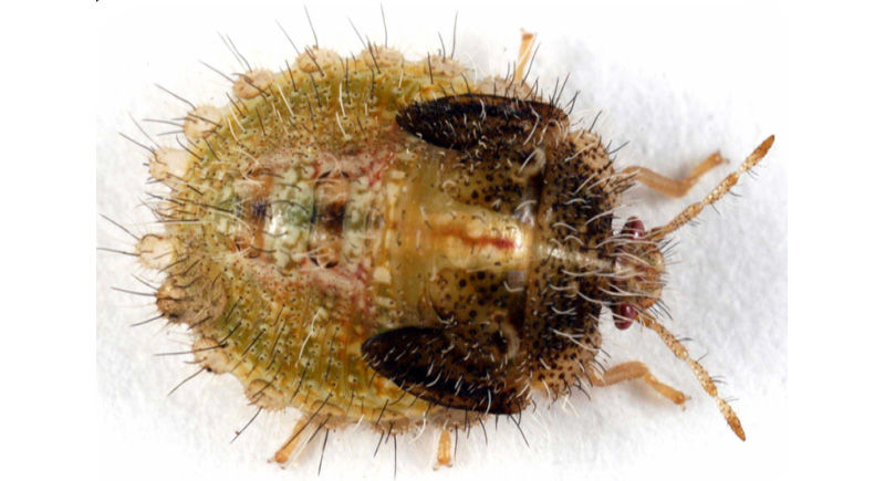 Kudzu bug nymph
