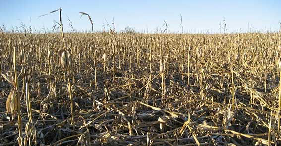 Photo showing late field with lodged corn stalks.