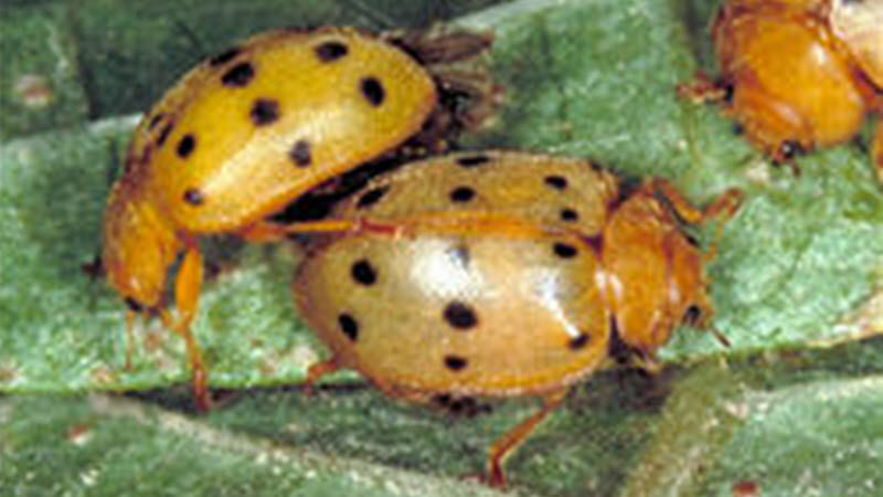 Mexican bean beetle