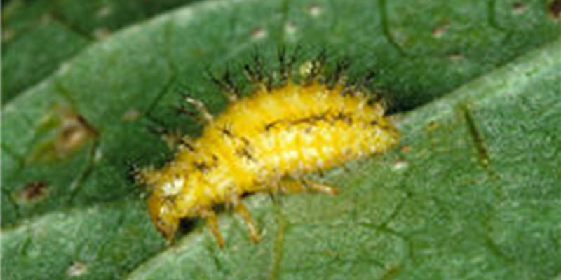 Mexican bean beetle larvae