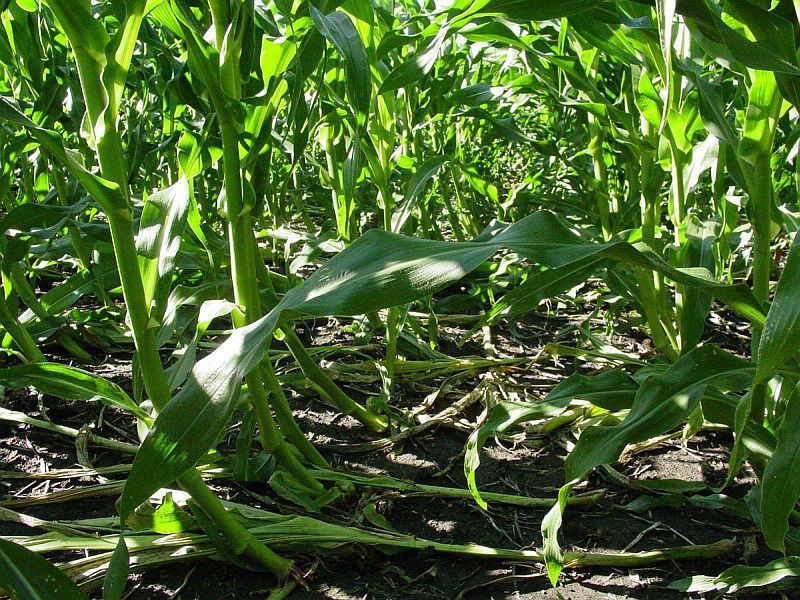 Root lodging in field