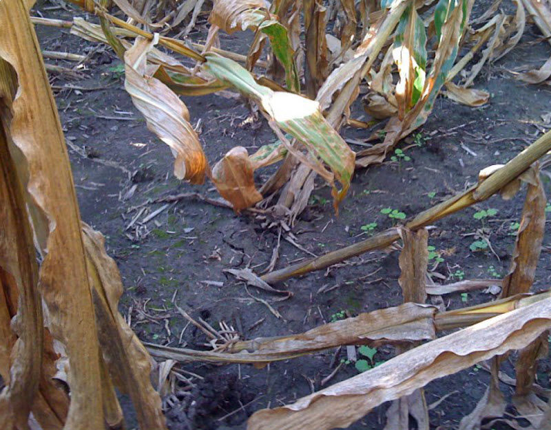 Root lodging in field