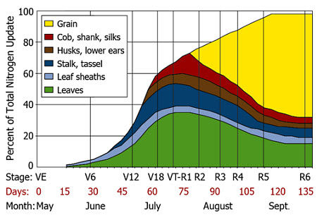 N uptake by corn.