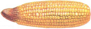 corn ear showing nitrogen shortage symptoms