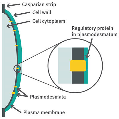 Endodermal cell