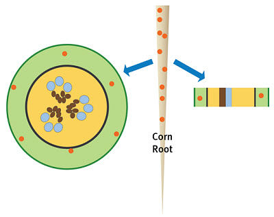 Initial location of nutrients.