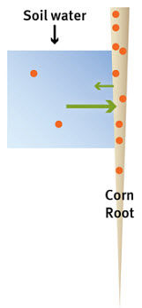 Nutrient transfer between soil water and corn root.
