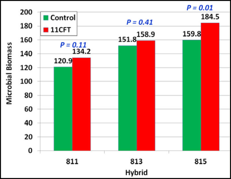 Microbial biomass (mg/g) in control and 11CFT-treated hybrids