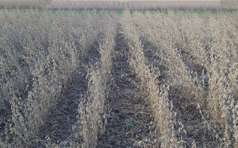 Soybeans - conventional management system (left) with noticeably greater symptoms of anthracnose compared to the intensive management system (right).