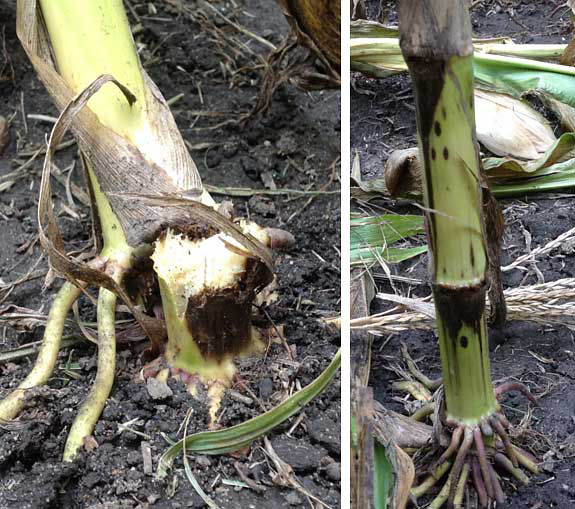 This is a photo showing stalk breakage and dark lesions on lower nodes of corn plants affected by Physoderma stalk rot.