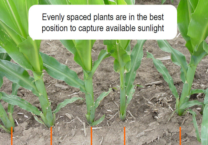 corn spacing